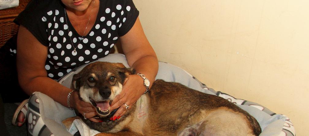 Szukam zwyrodnialca, który postrzelił mojego Figla