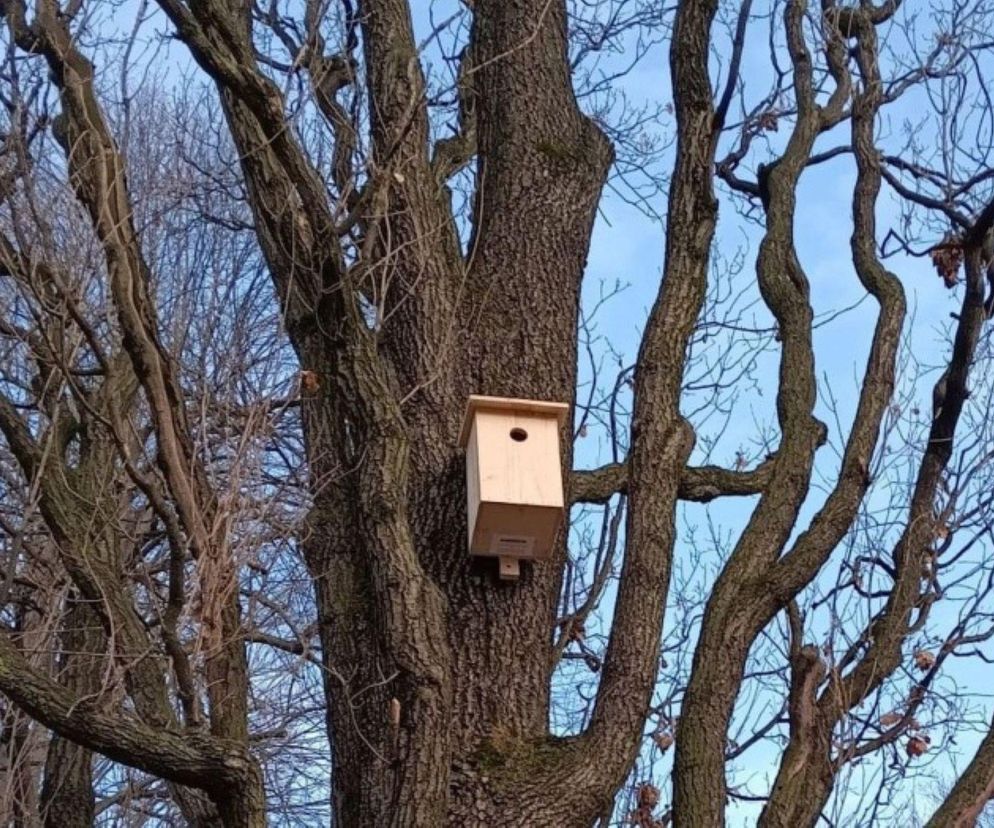 Nowe budki dla ptaków pojawiły się w miejskich parkach