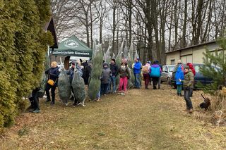 Leśnictwo Grodziec organizuje choinkobranie 2024. Można samemu wyciąć choinkę