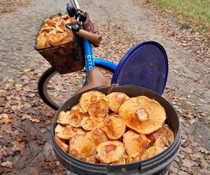 Prawdziwe skarby jesieni. Listopad to idealny czas na grzyby w Świętokrzyskiem? [Zdjęcia Waszych zbiorów]