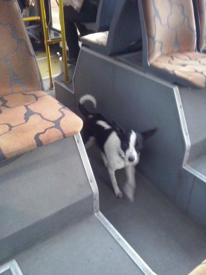 Psy w autobusach ZTM na Śląsku. Tak się je przewozi