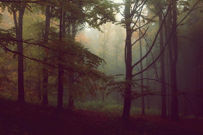 5-latka zgubiła się w lesie w Toruniu. Pomogły uczennice SP nr 13