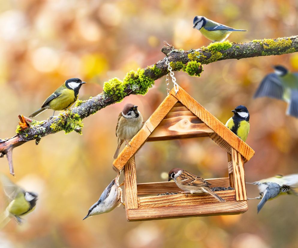Budowa karmnika dla ptaków krok po krok