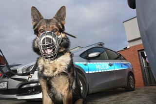 On ma nosa! Pies wytropił pijanego kierowcę, który uciekał przed policją