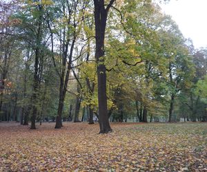 Park Lubomirskich w Białymstoku jesienią 