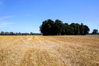 Ciągnik rozjechał Kacperka