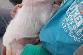 Szczeniak Fado marzy o zdrowych łapkach