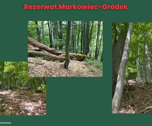 Rezerwat Markowiec-Gródek