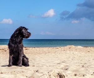 Czy można zabrać psa na publiczną plażę? Temat wyjaśnia prawniczka 