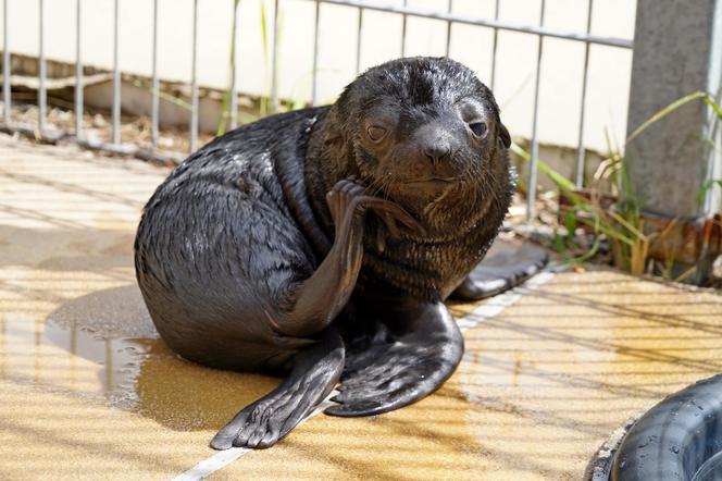 W ZOO Wrocław na świat przyszedł prawdziwy MODEL! Zobaczcie, jak pozuje młodziutki kotik