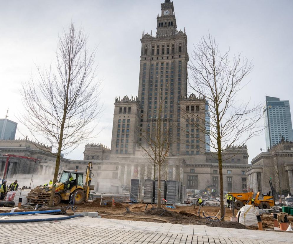 Drzewa na placu Centralnym