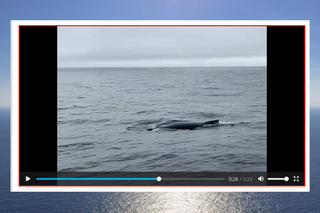 Wieloryb w Bałtyku? Niesamowite nagranie 