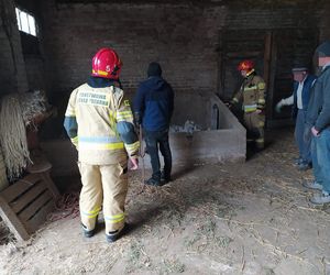 Krowa wpadła do silosa w Strzeszkowicach Dużych