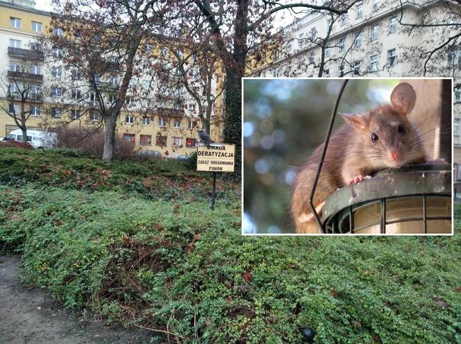 Szczury na placu Ratajskiego w Poznaniu