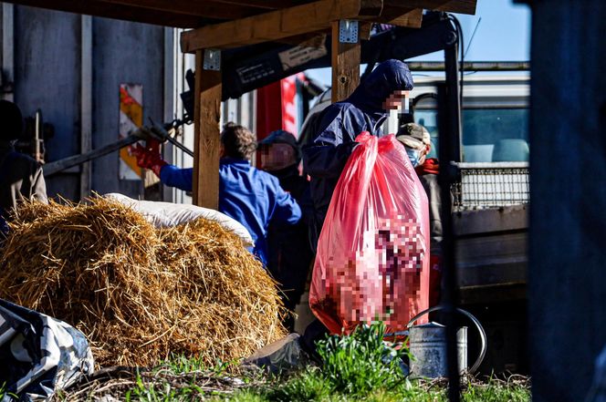 Potworny los zwierząt w Idzbarku. "To była umieralnia". Gospodarz usłyszał zarzuty!