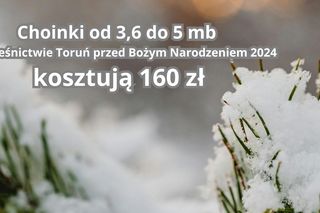 Tu sprzedają najtańsze choinki w województwie kujawsko-pomorskim. Można wybrać samemu!