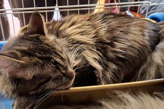 Kocie piękności królowały w Kaliszu