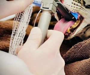 Dziki kot u weterynarza.