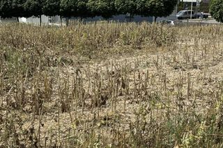 To najsłynniejsze pole w Lublinie