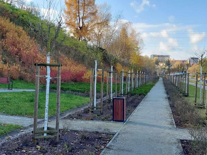 Z terenu os.Trzech Krzyży skradziono sadzonki szałwii i jałowca