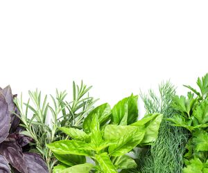 Świeże zioła w kuchni - które do mięsa, które do deserów? [WIDEO]