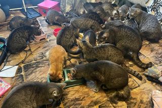 30 kotów w mieszkaniu bez jedzenia i picia