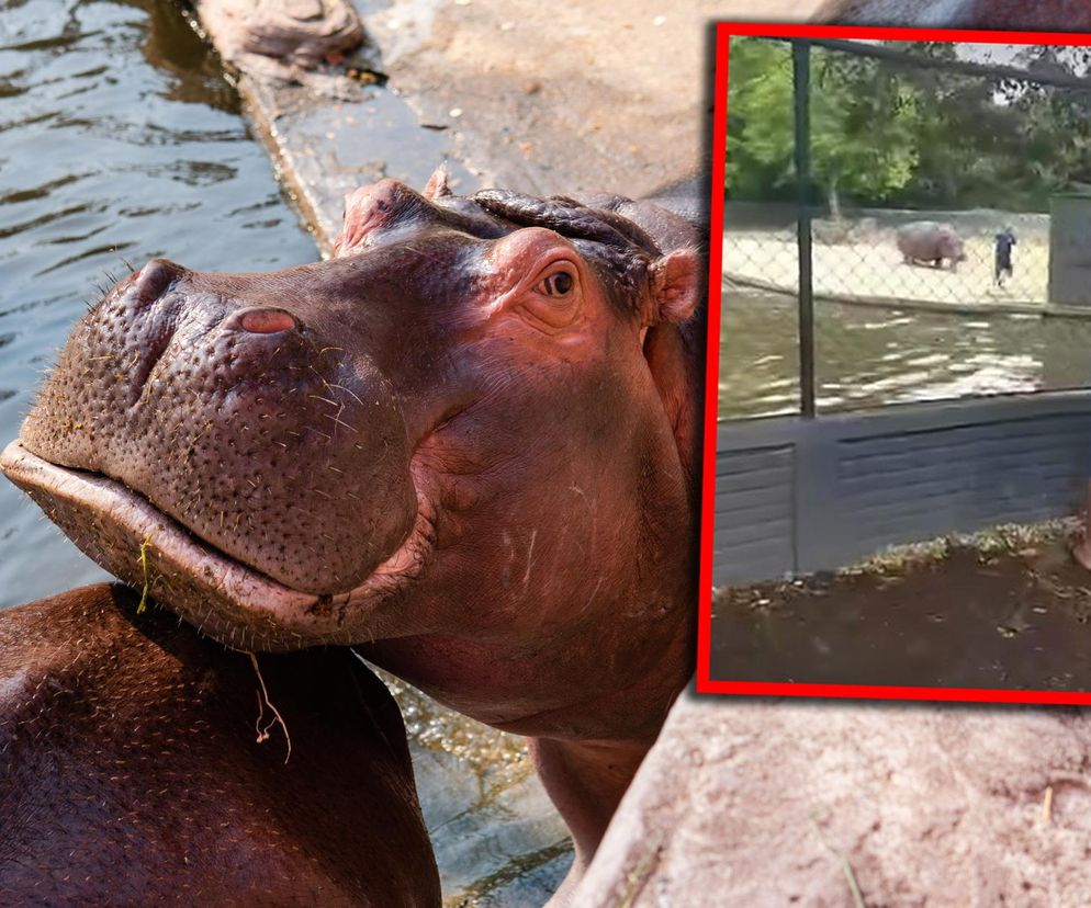 Poszedł do zoo, nagle wskoczył do basenu pełnego hipopotamów. Wszystko się nagrało!