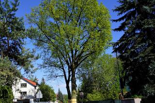 Głosuj na Malwę i Miłosza w konkursie na Drzewo Roku