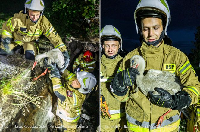 Bocian wpadł do 24-metrowego komina. Strażacy ratowali go 3 godziny [ZDJĘCIA]. 