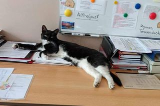 Łatek to kot, który chodzi do szkoły w Środzie Wielkopolskiej