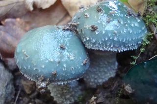 Ten bajkowy grzyb występuje w polskich lasach. Jest jadalny, ale Polacy omijają go szerokim łukiem