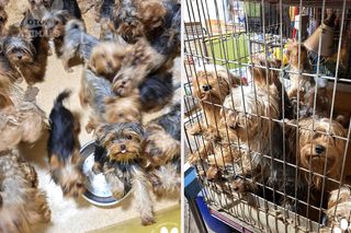 Nie żyje właścicielka pseudohodowli w Bydgoszczy! 85 psów żyło w strasznych warunkach