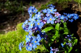 Niezapominajki - kwiaty wiosny. Jak uprawiać niezapominajki w ogrodzie i w doniczce?