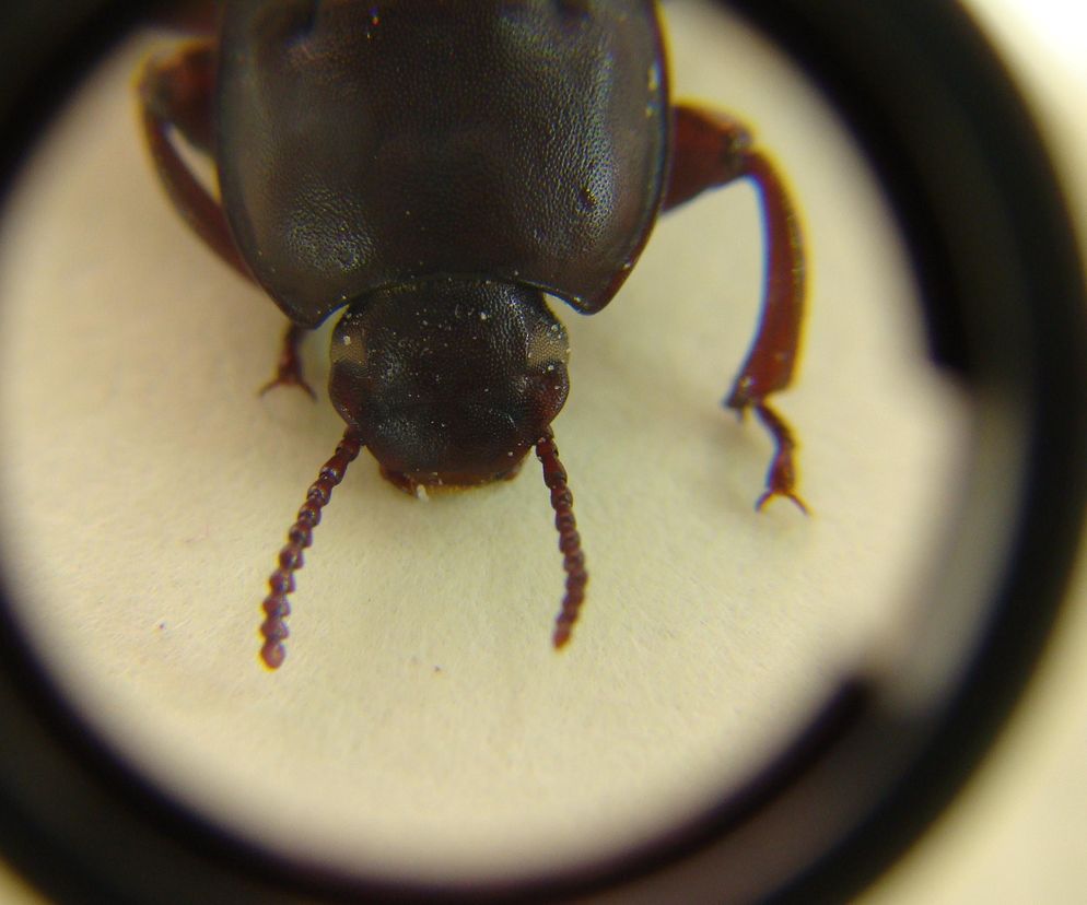 Są już w wielu polskich domach. Tych kuchennych szkodników wyjątkowo trudno się pozbyć