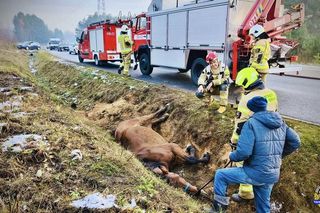 Imielin: Strażacy ratowali konia. Zwierzę wpadło do rowu i nie mogło się wydostać