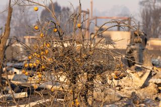 Pożary w Los Angeles. Krajobraz po katastrofie