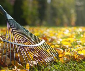 Grabie do liści, trawy i inne rodzaje grabi do prac w ogrodzie. Czym się różnią?