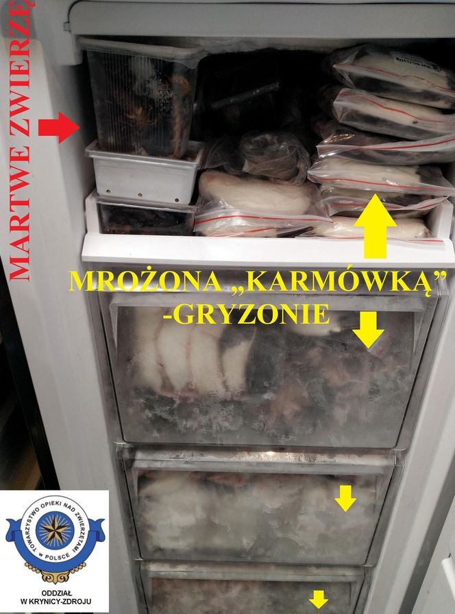 Dramatyczna interwencja w sklepie zoologicznym na Śląsku. Zwierzęta przetrzymywane w skandalicznych warunkach