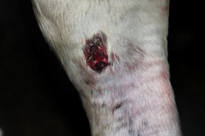 Poranione konie SKRZATUSZ