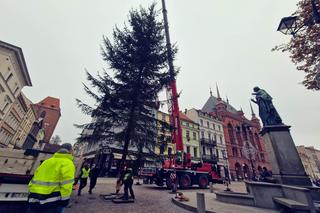 Nowa choinka w Toruniu już stoi! Rynek Staromiejski wchodzi w świąteczny klimat