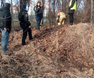 Sarna zakleszczona między metalowymi prętami