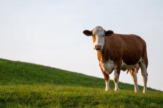 Oto najsłynniejsza krowa świata. Jej zdjęcie robi furorę w internecie!