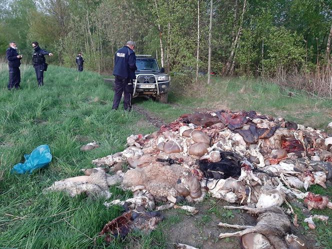 Odcięte głowy, skóry i wnętrzności. OBRZYDLIWE znalezisko w Barcicach!