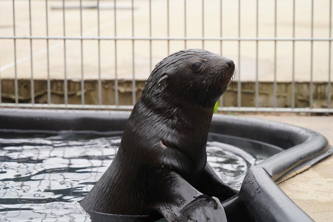 Nowy mieszkaniec wrocławskiego zoo rośnie jak na drożdżach. Mały Alfie uczy się już pływać