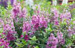 Angelonia