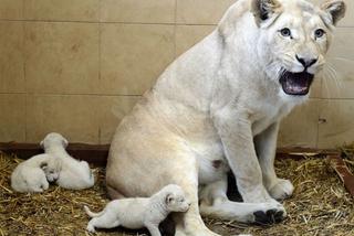 ZOO w Borysewie: Białe lwy czekają na chrzest