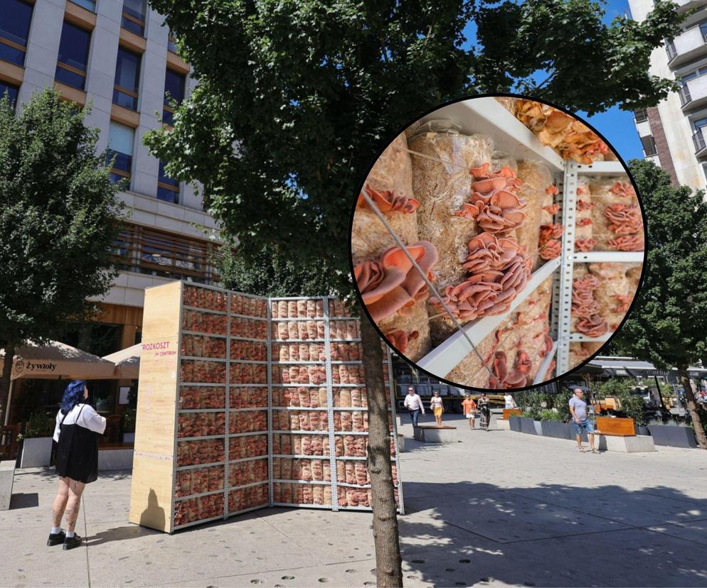 W samym centrum Warszawy stanęła instalacja z boczniaków. O co chodzi?