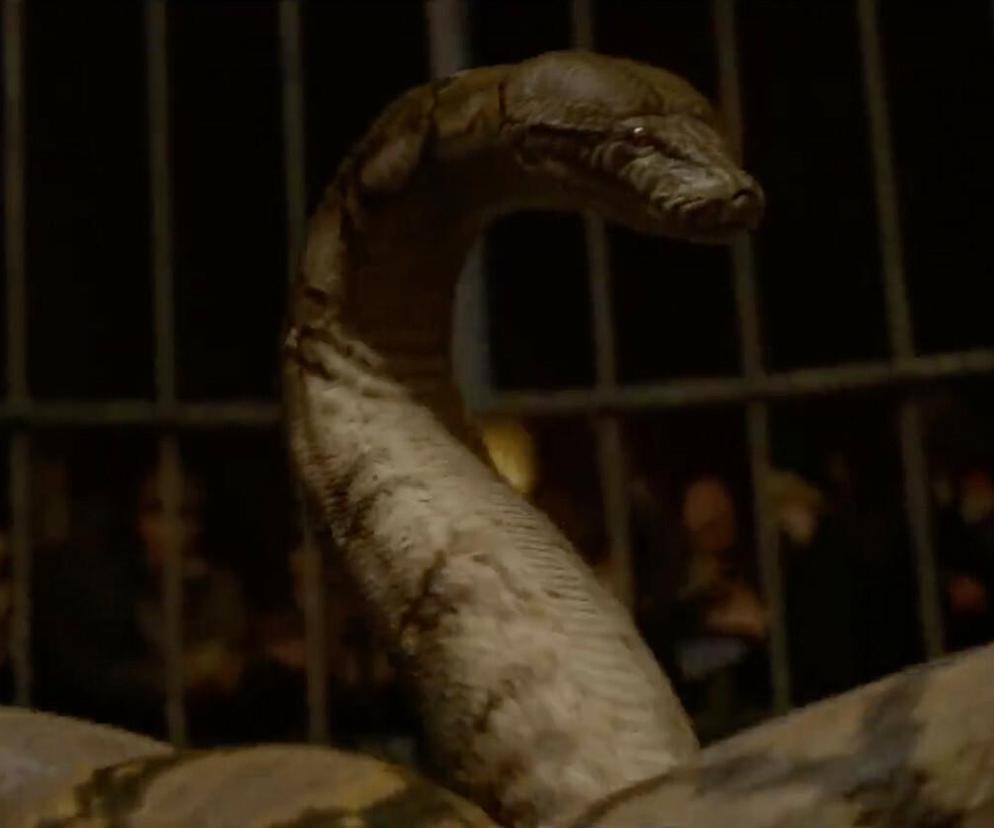 Nagini z Harry'ego Pottera istnieje? Naukowcy odkryli nowy gatunek węża