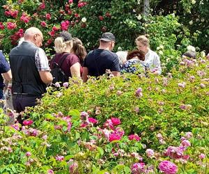Święto róż i tango w Ogrodzie Botanicznym