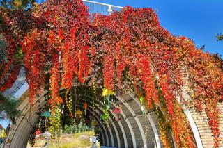 Ogrody Kapias w październikowej szacie wyglądają pięknie